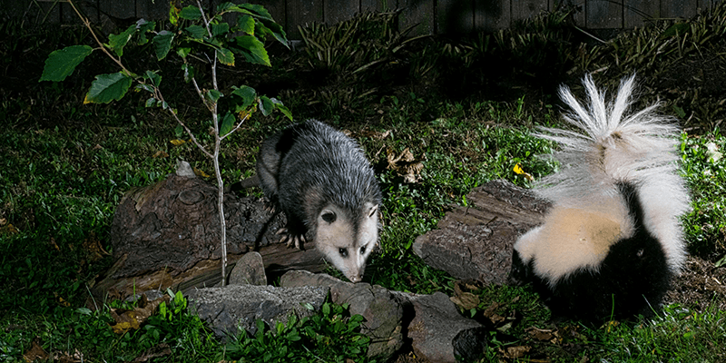 Distinctive star-shaped tracks of an opossum