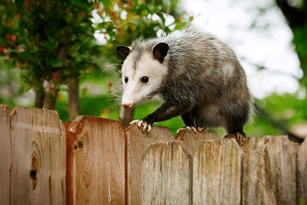 An opossum in a residential yard