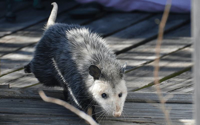 A North American Opossum